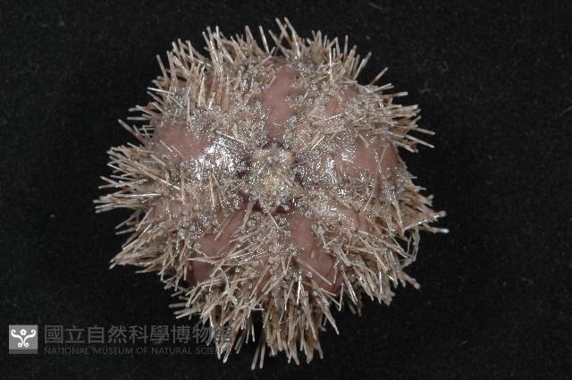 褐駝海膽藏品圖，第2張