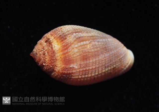 顆粒尖耳螺藏品圖，第2張