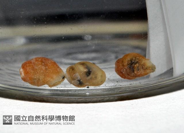 礁溪粟螺藏品圖，第2張