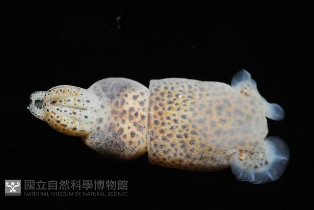 未知種微鰭烏賊藏品圖，第2張