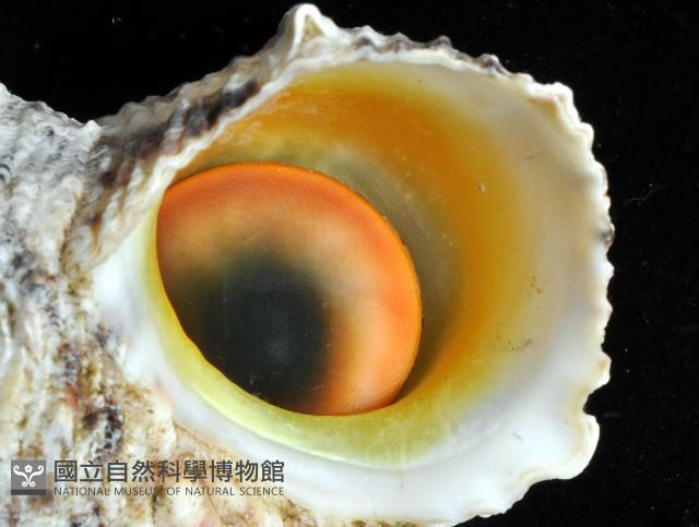 金口蠑螺藏品圖，第2張