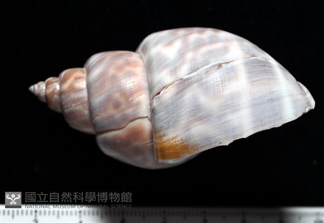波部鳳螺藏品圖，第2張
