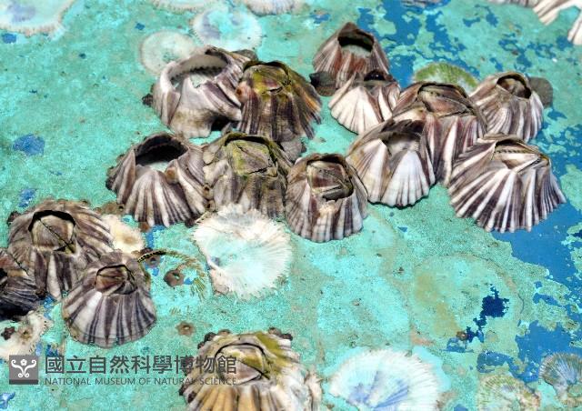 紋藤壺藏品圖，第2張