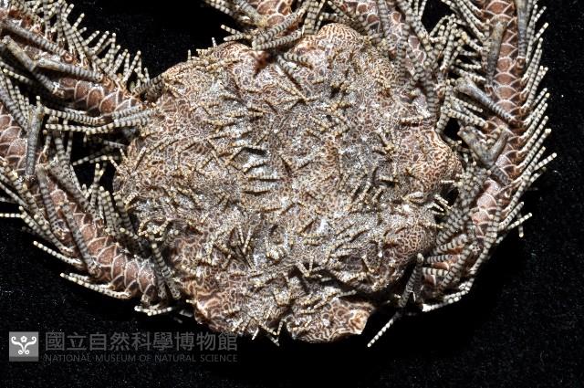 環棘鞭蛇尾藏品圖，第2張