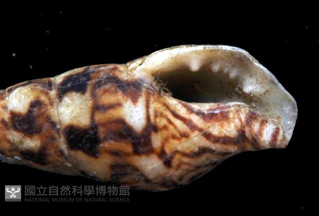 似長麥螺(馬登氏麥螺)藏品圖，第2張