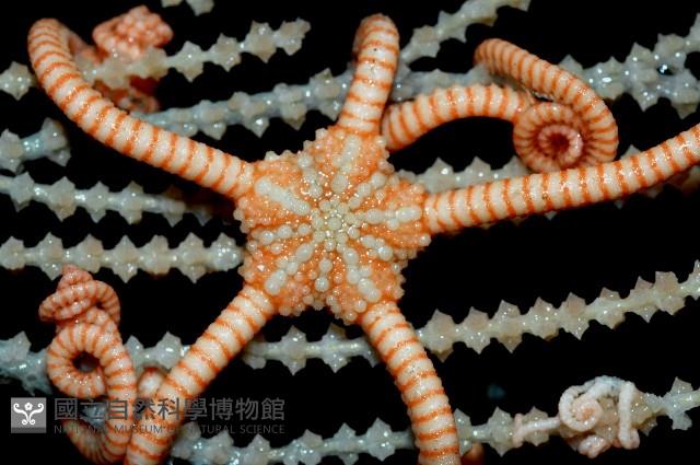 刺斑星叢蛇尾藏品圖，第2張