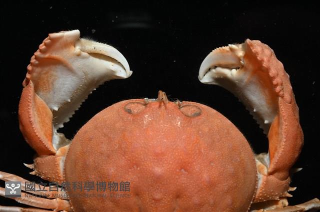 米氏擬圓殼蟹藏品圖，第2張