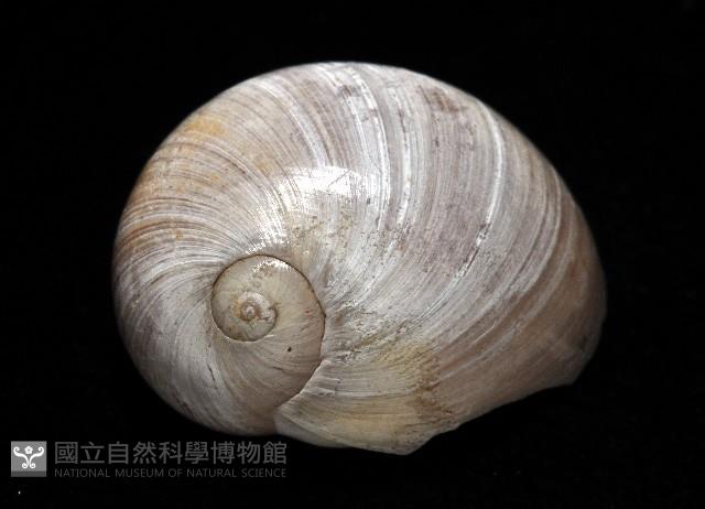 大玉螺藏品圖，第2張