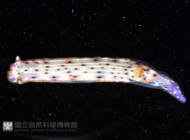 斑點高澤海蛞蝓藏品圖，第2張