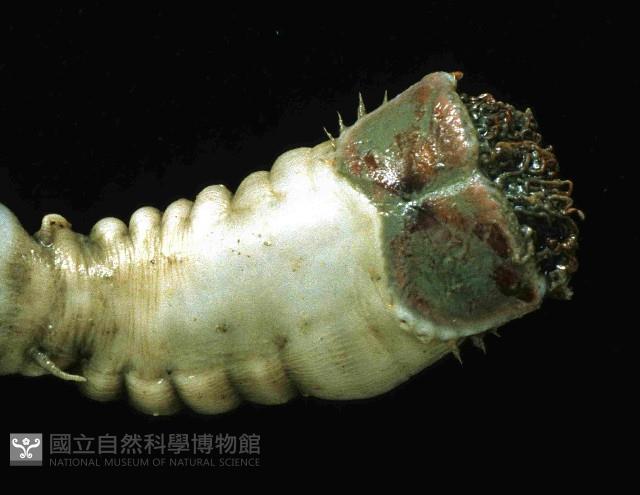 不倒翁蟲藏品圖，第2張