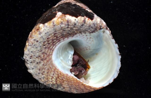 花斑鐘螺藏品圖，第2張