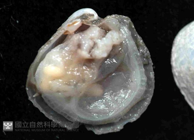 未知種光旋心蛤藏品圖，第2張