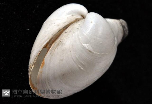 白玉杓蛤藏品圖，第2張