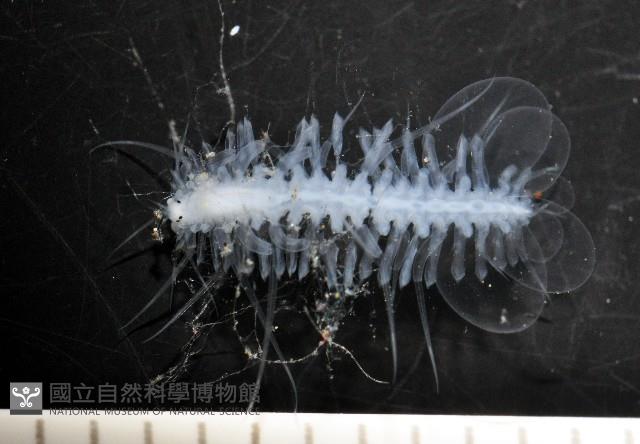 未知種多鱗蟲藏品圖，第2張