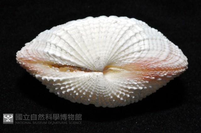 花籃蛤藏品圖，第2張
