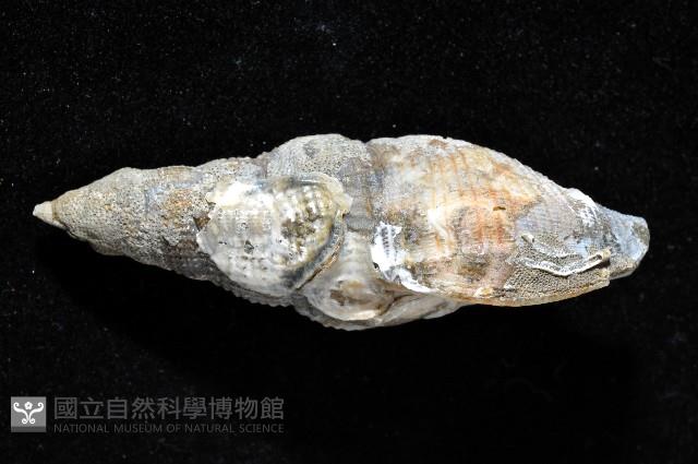 梭氏布紋螺藏品圖，第2張