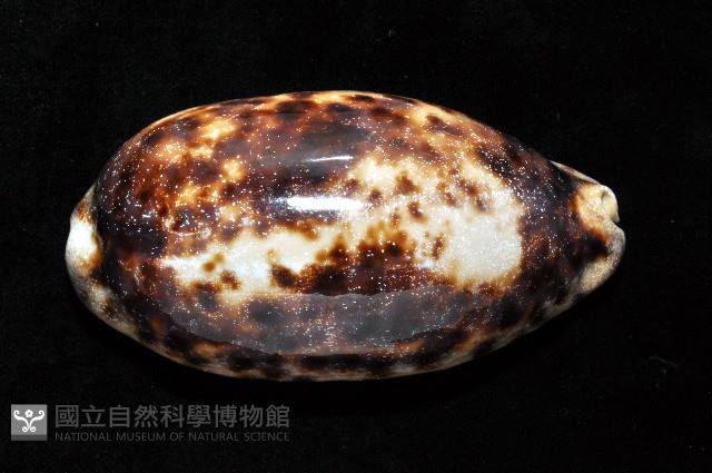 叢雲寶螺藏品圖，第2張