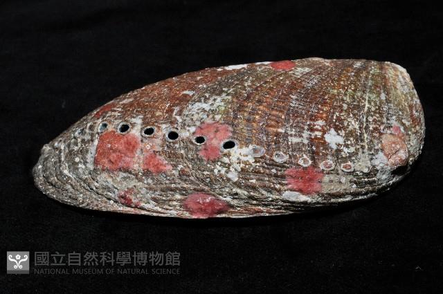 九孔螺藏品圖，第2張