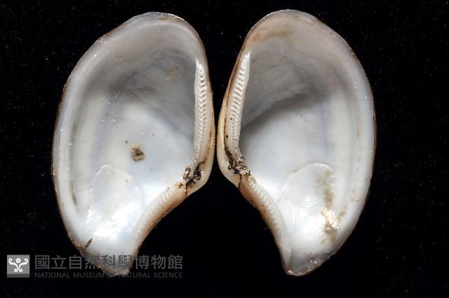 大溪彎錦蛤藏品圖，第2張