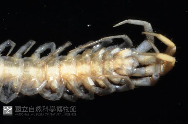 梅峰石蜈蚣藏品圖，第2張
