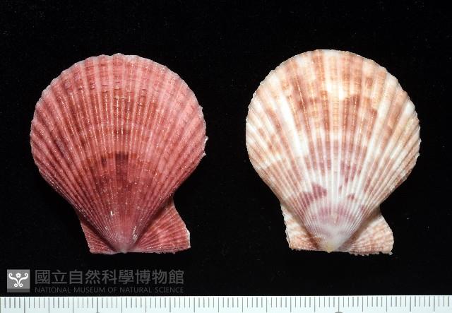 登錄號:007819-00083藏品圖，第2張