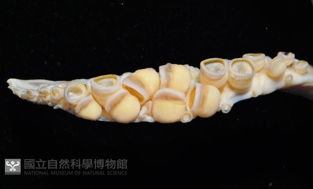 短柔魚藏品圖，第2張