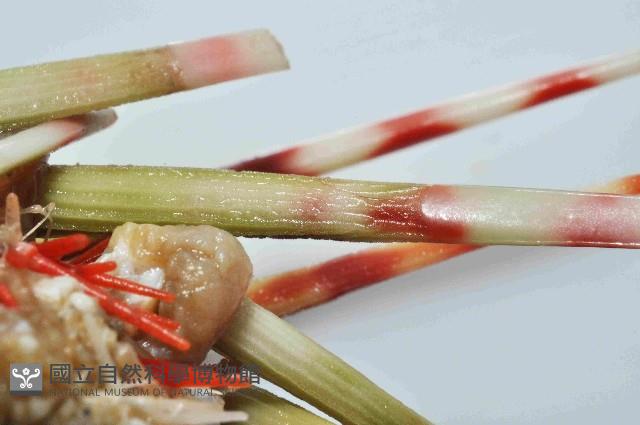 多形浪腔海膽藏品圖，第2張