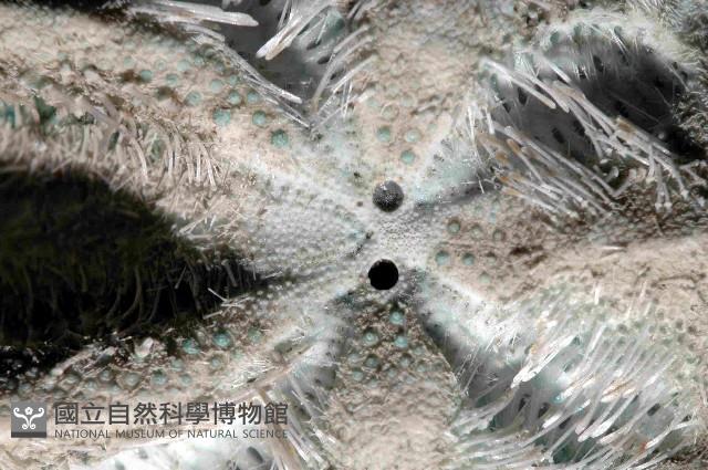 凹卵形(凹裂星)海膽藏品圖，第2張