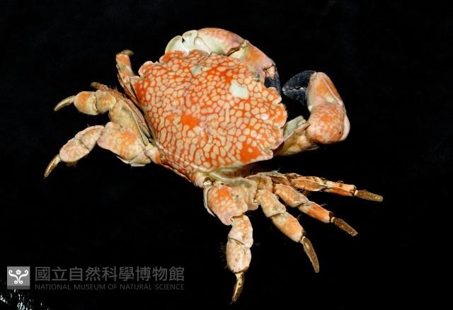 繡花脊熟若蟹藏品圖，第2張