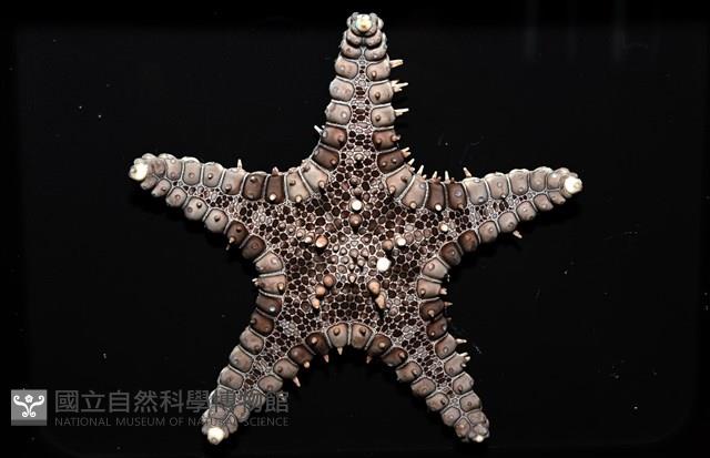 玉緣棘角海星(紫氏麗海星)藏品圖，第2張
