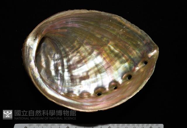 盤鮑螺藏品圖，第2張