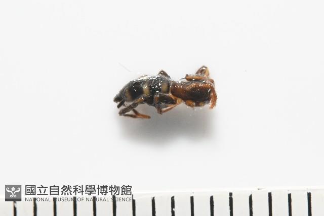 臺灣秘蛛藏品圖，第2張