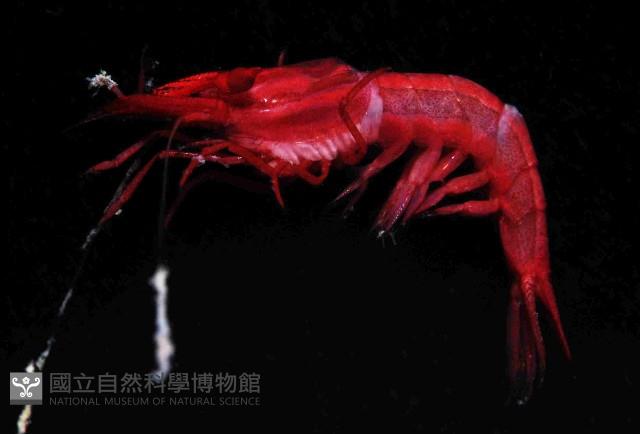 安波岩蝦藏品圖，第2張