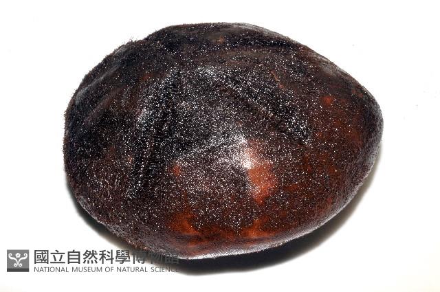心形海壺藏品圖，第2張