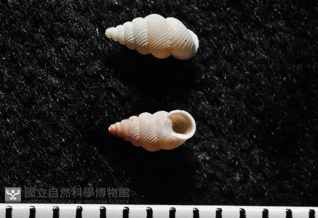 石山芝麻蝸藏品圖，第2張