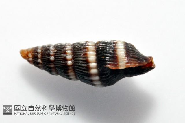 水仙大西洋蛹筆螺藏品圖，第2張