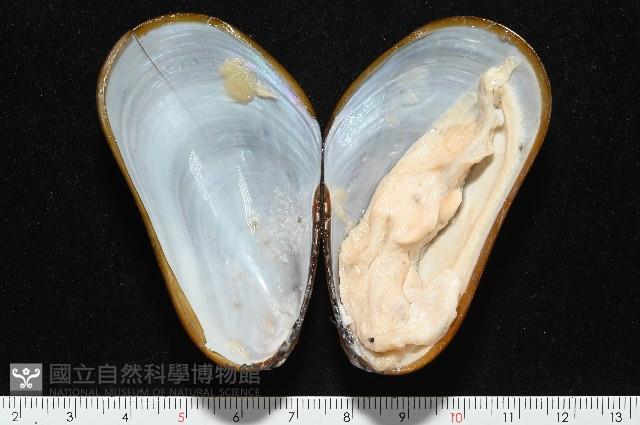 平端深海殼菜蛤藏品圖，第2張