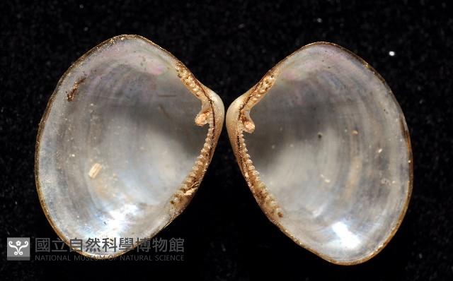 東沙銀錦蛤藏品圖，第2張