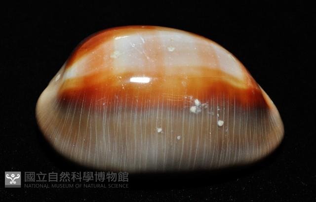 金棗寶螺藏品圖，第2張