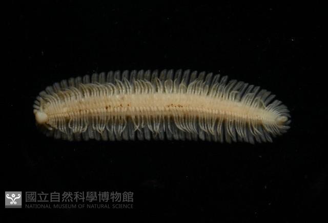 新種雄顎平馬陸藏品圖，第2張