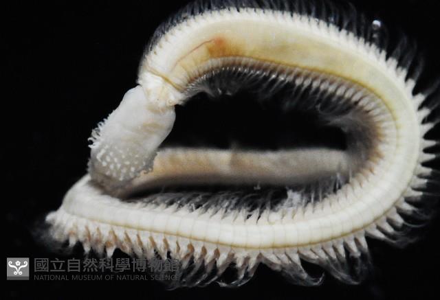 未知種齒吻沙蠶藏品圖，第2張