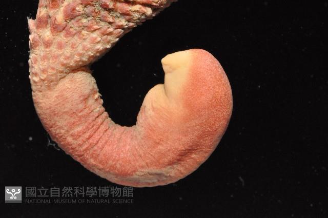 麥氏棘羽海鰓藏品圖，第2張