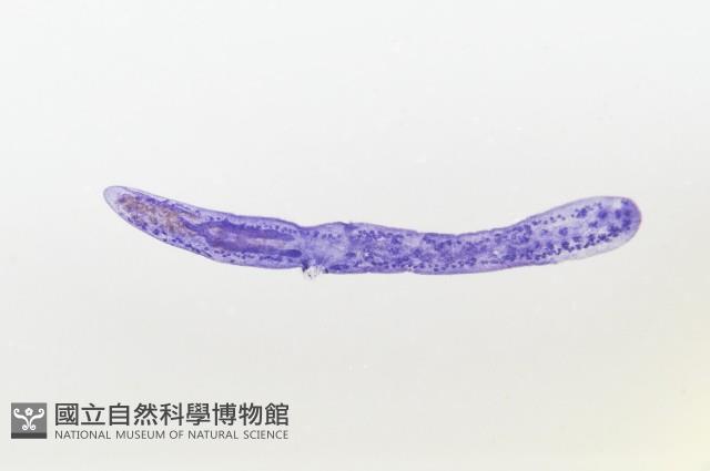 新種葉槽絛蟲藏品圖，第2張