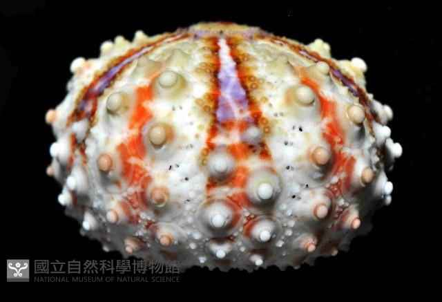 斑腔海膽藏品圖，第2張