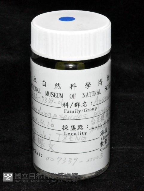 邦查奇異鞭尾蟲(新種)藏品圖，第2張