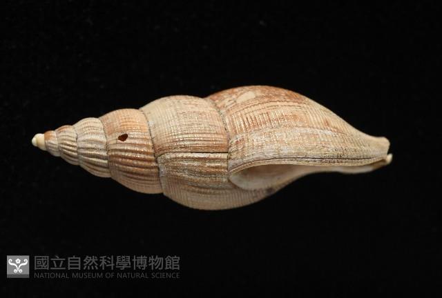 希望布紋螺藏品圖，第2張