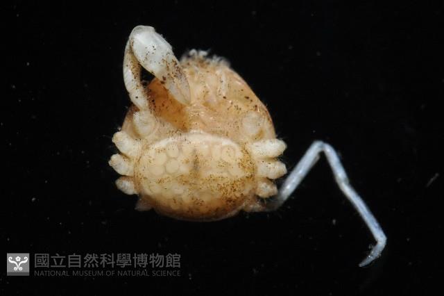 齊柏林新尖額蟹藏品圖，第2張