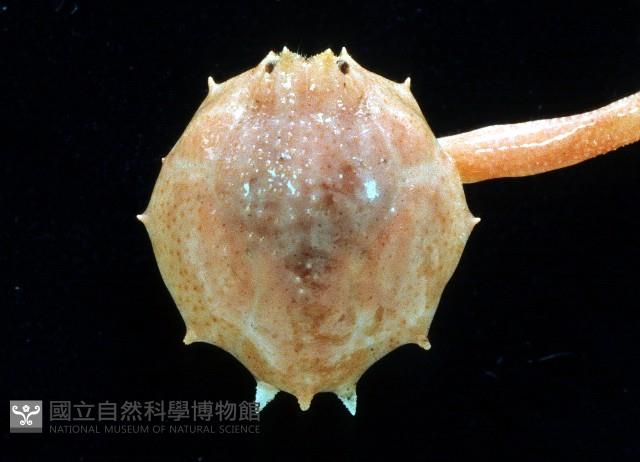 十一刺栗殼蟹藏品圖，第2張