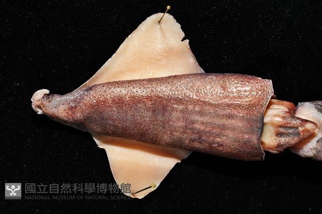 昆氏武裝魷藏品圖，第2張