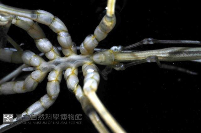 未知種長鬚海蜘蛛藏品圖，第2張